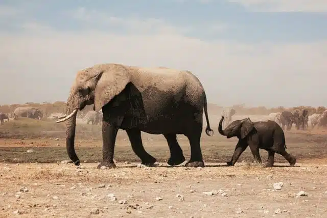 Elephant With Baby Wildlife