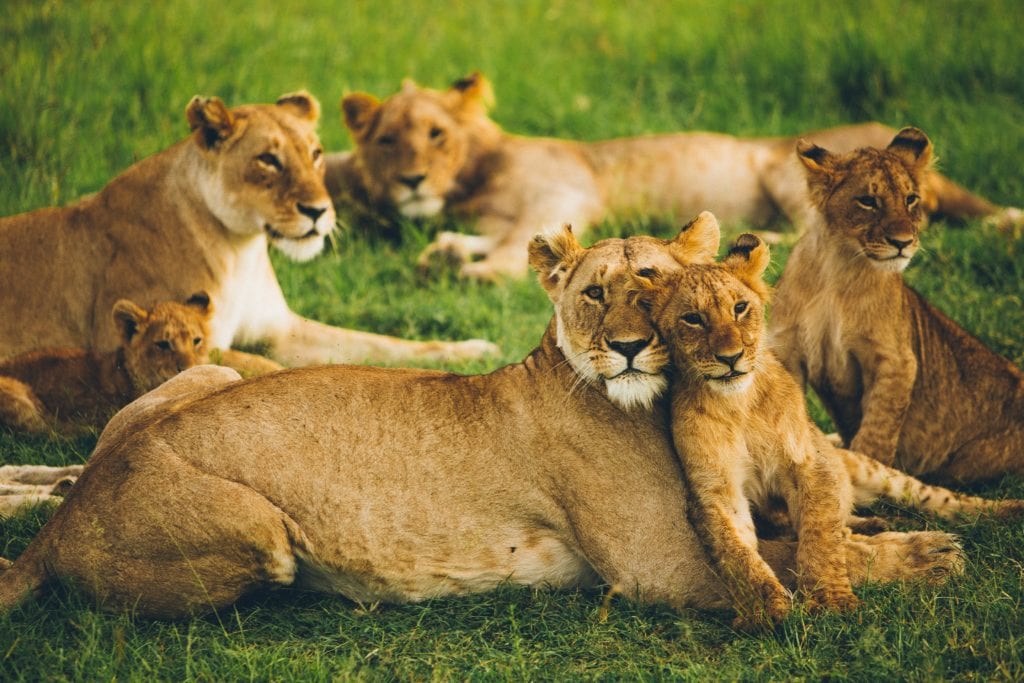 Lions In Masai Mara (Kenya)