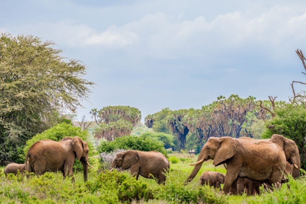 Wildlife Conservancies, Elephants In The Samburu National Reserve