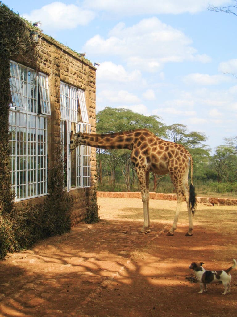 Giraffe Manor Hand Feeding