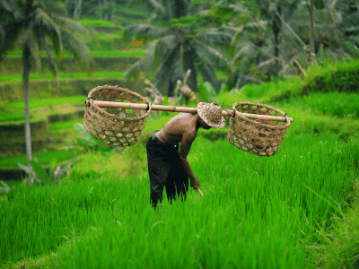 Balinese farmer with a basket working on green rice terraces UBUD,bali 1 (1)