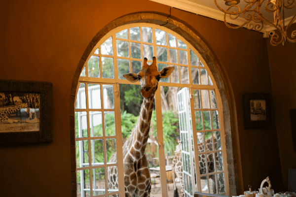 Giraffe Manor 1