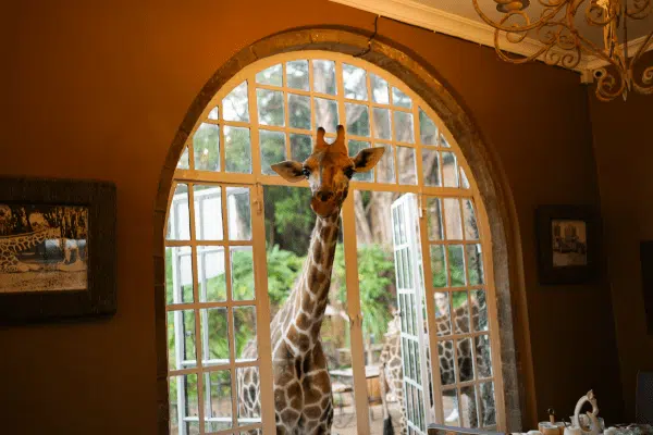 Giraffens herrgård 1