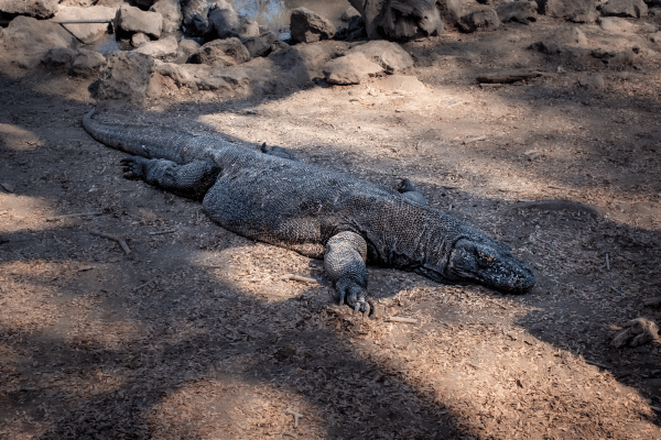 Komodo-Nationalpark-4