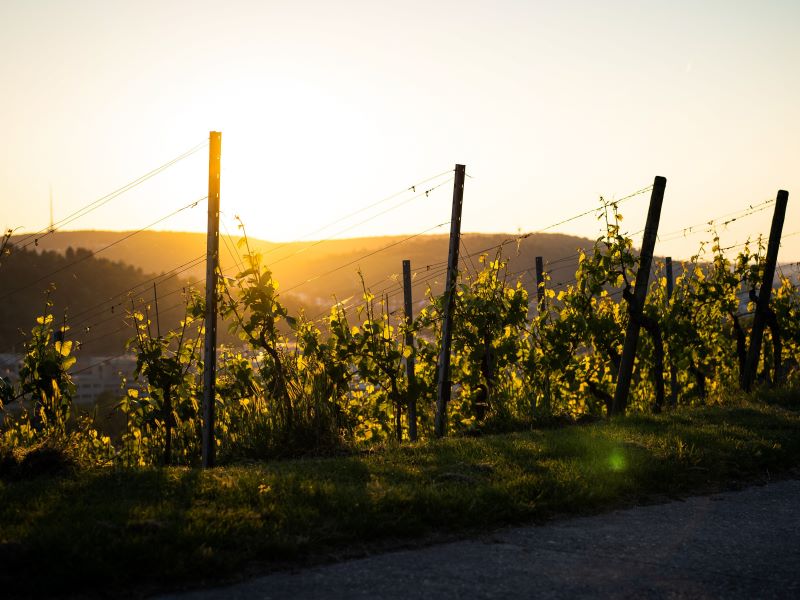 Wineyard Sunset