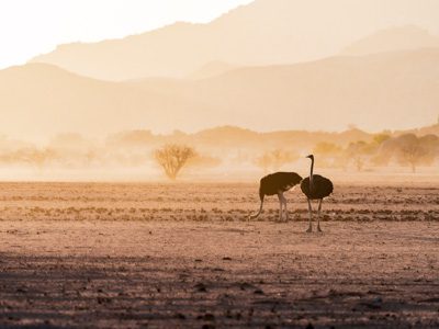 safari bij zonsopgang