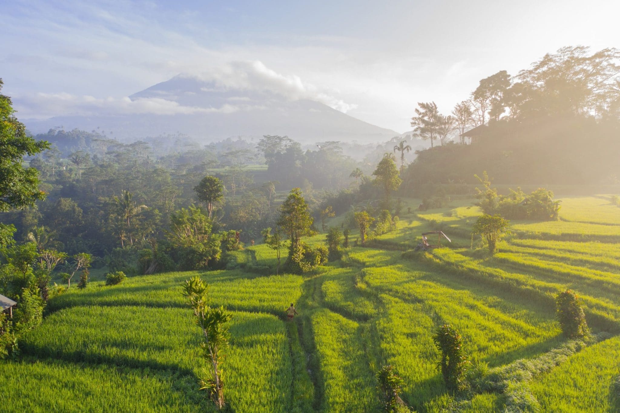 Indonesia Bali Riisipelto