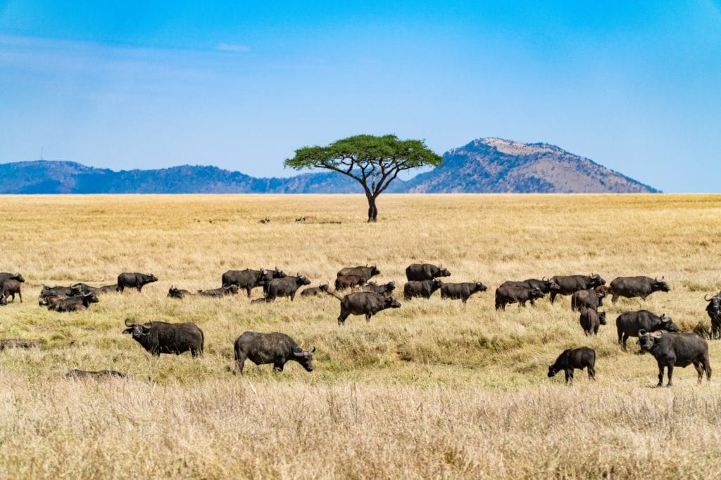 Kenya Bufalo Safari I Martin Sanchez