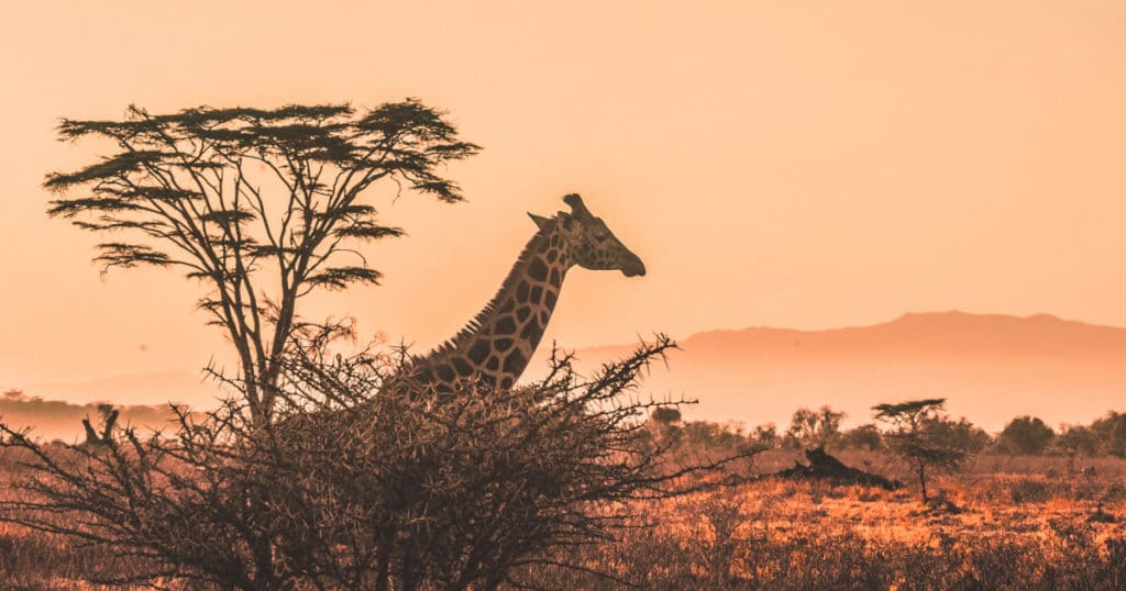 Reisezeit Kenia