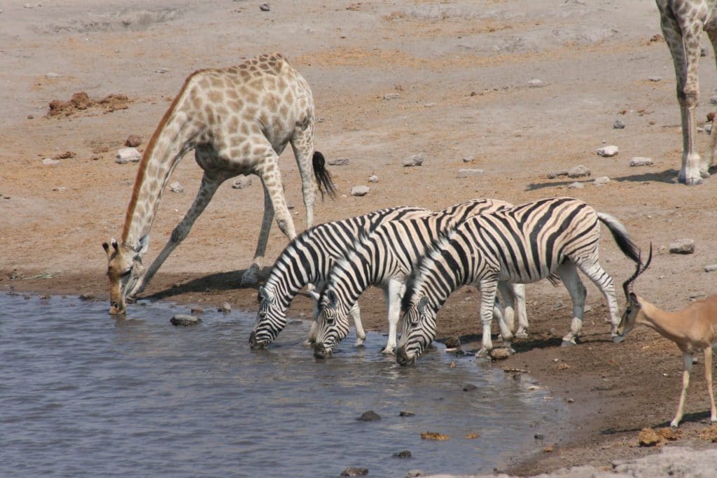 Namibia Zebras Griaffe