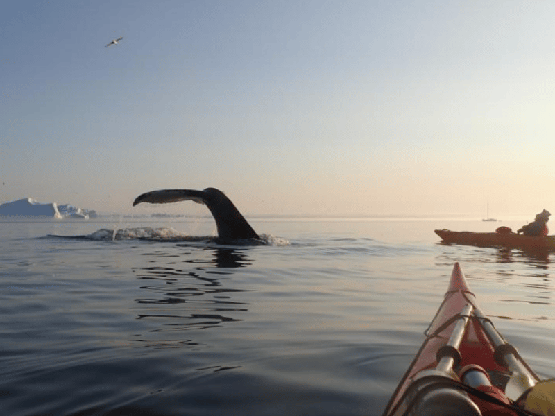 Kajaken zwischen den Walen