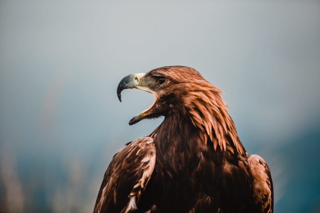 Auf Dem Raubvogel Fest In Kirgistan Zu Finden: Adler