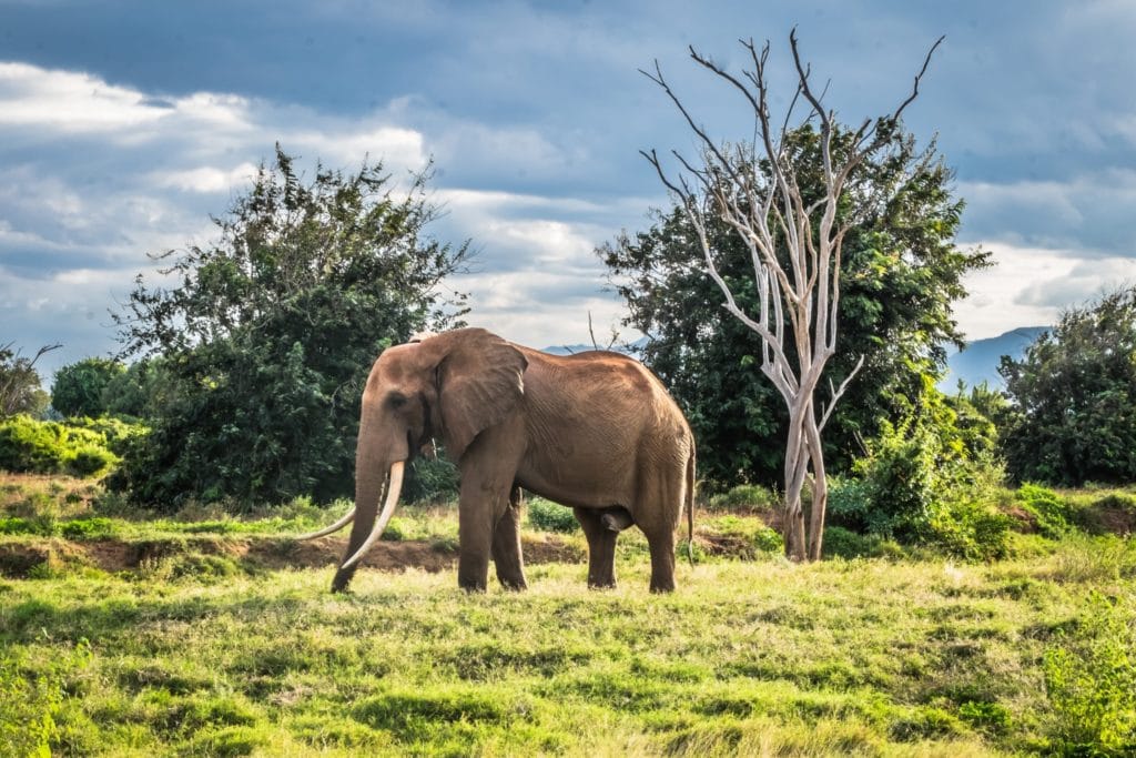 Kenya Elephant Tsavo East National Park