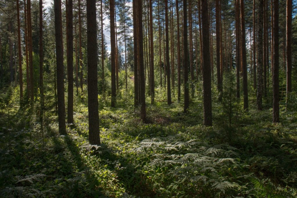 Holz Wächst Jede Menge In Finnland Und Ist Somit Ein Nachhaltiger Rohstoff