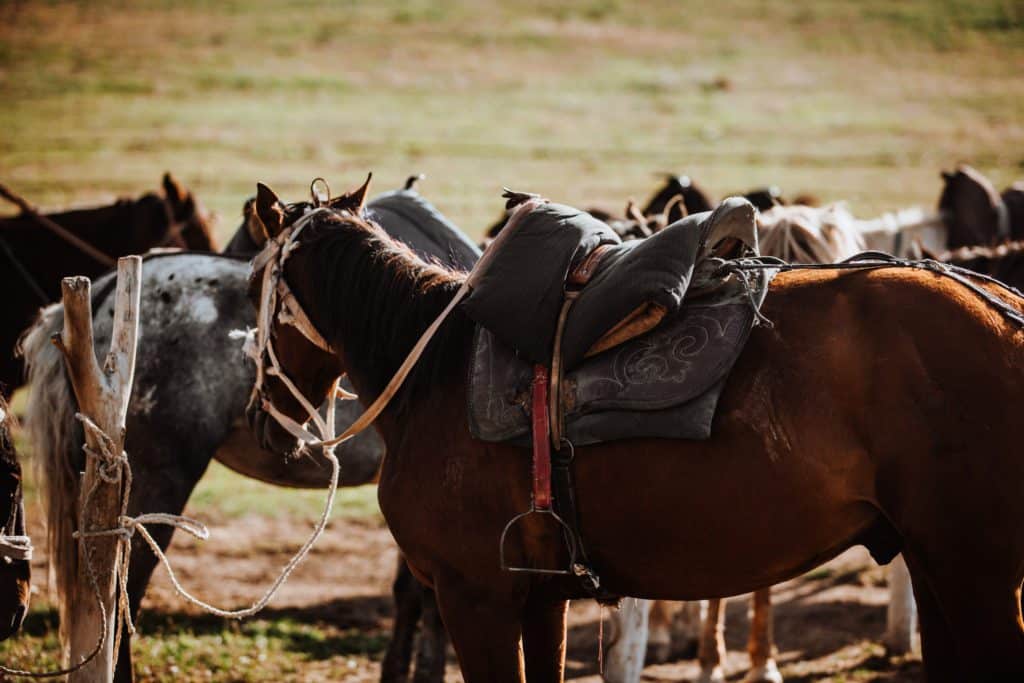 Pferde In Kirgistan Sind Ein Guter Weg. Nachhaltig Zu Reisen