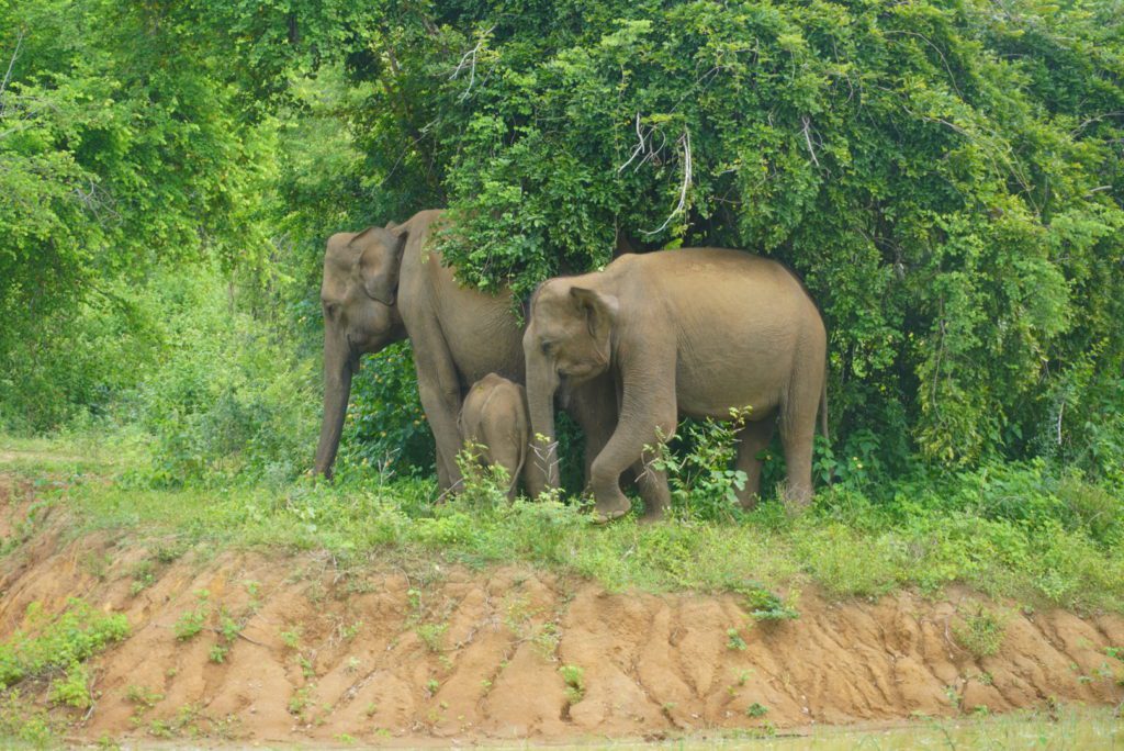 Nachhaltig Sri Lanka