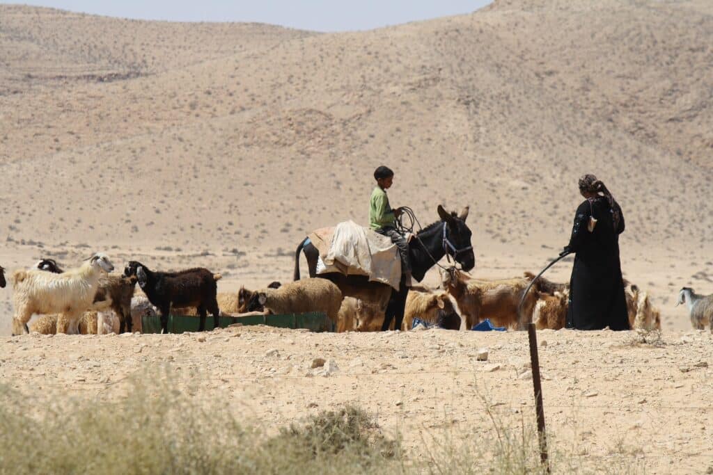 Bedouins With Goats