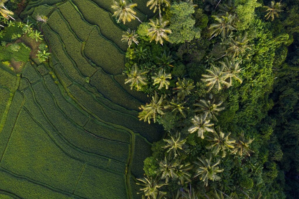 Paesaggio/ Terrazza del riso 