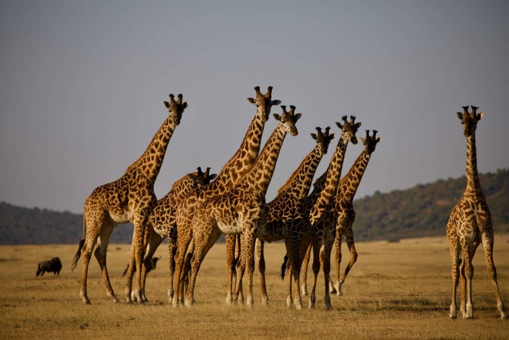 Giraffen Im Ruaha Nationalpark In Tansania