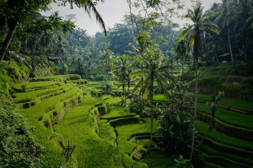 Terraços de arroz em Bali