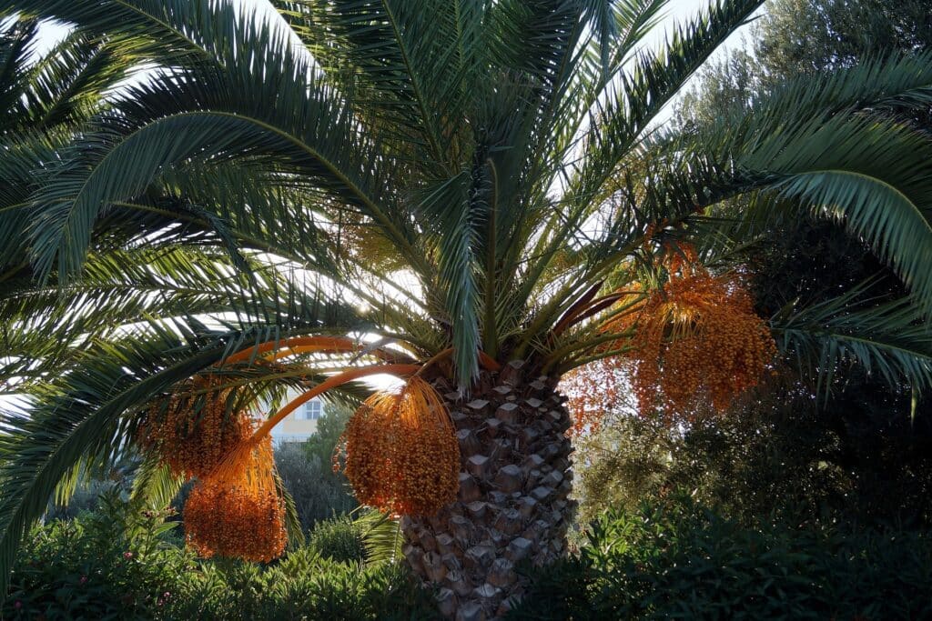 Palmier dattier en Jordanie