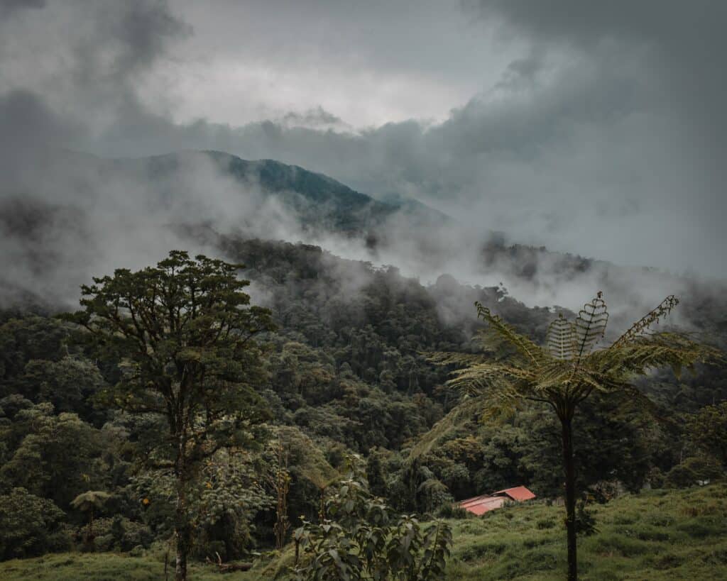 Stigande dimma från Monteverdes regnskog i Costa Rica