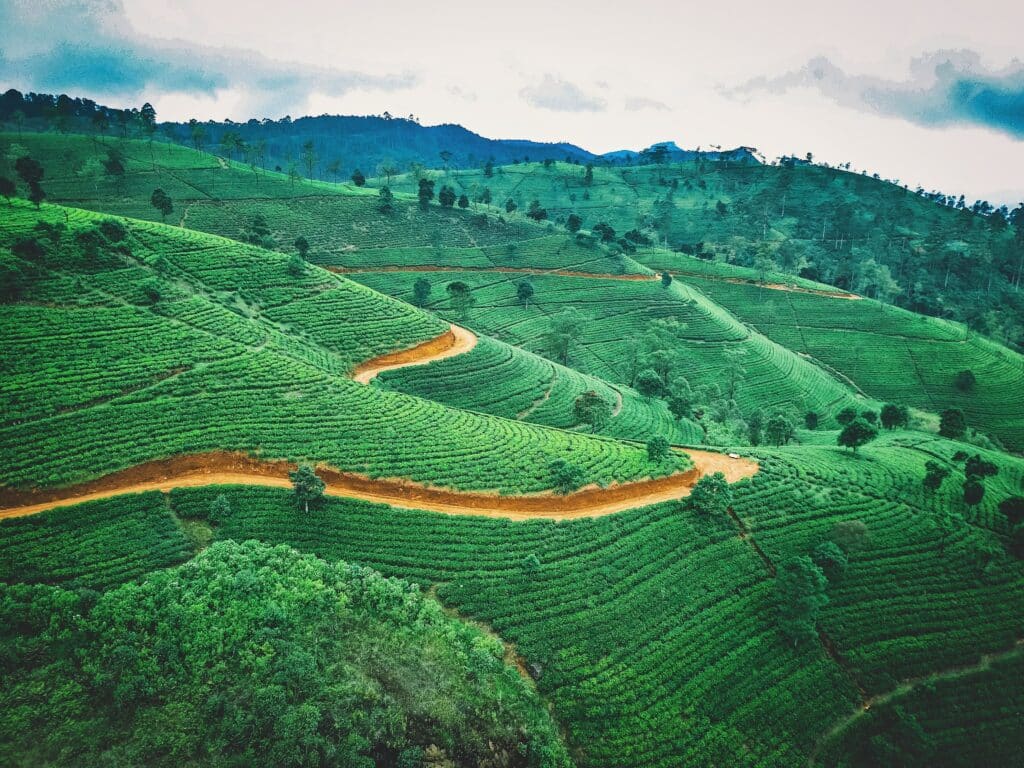 Tea Plantation In Sri Lanka