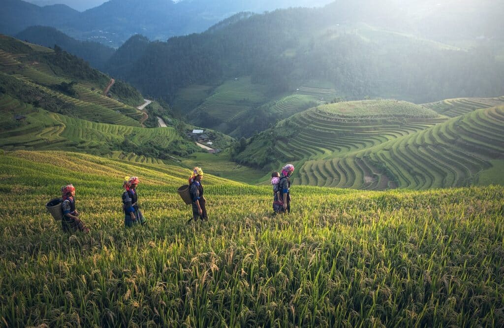 Boer op rijstveld in Indonesië
