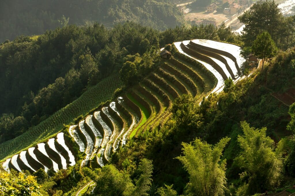 Indonesia rice terraces