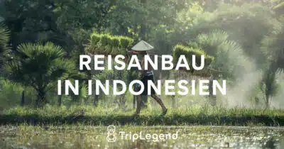 Reisanbau In Indonesien