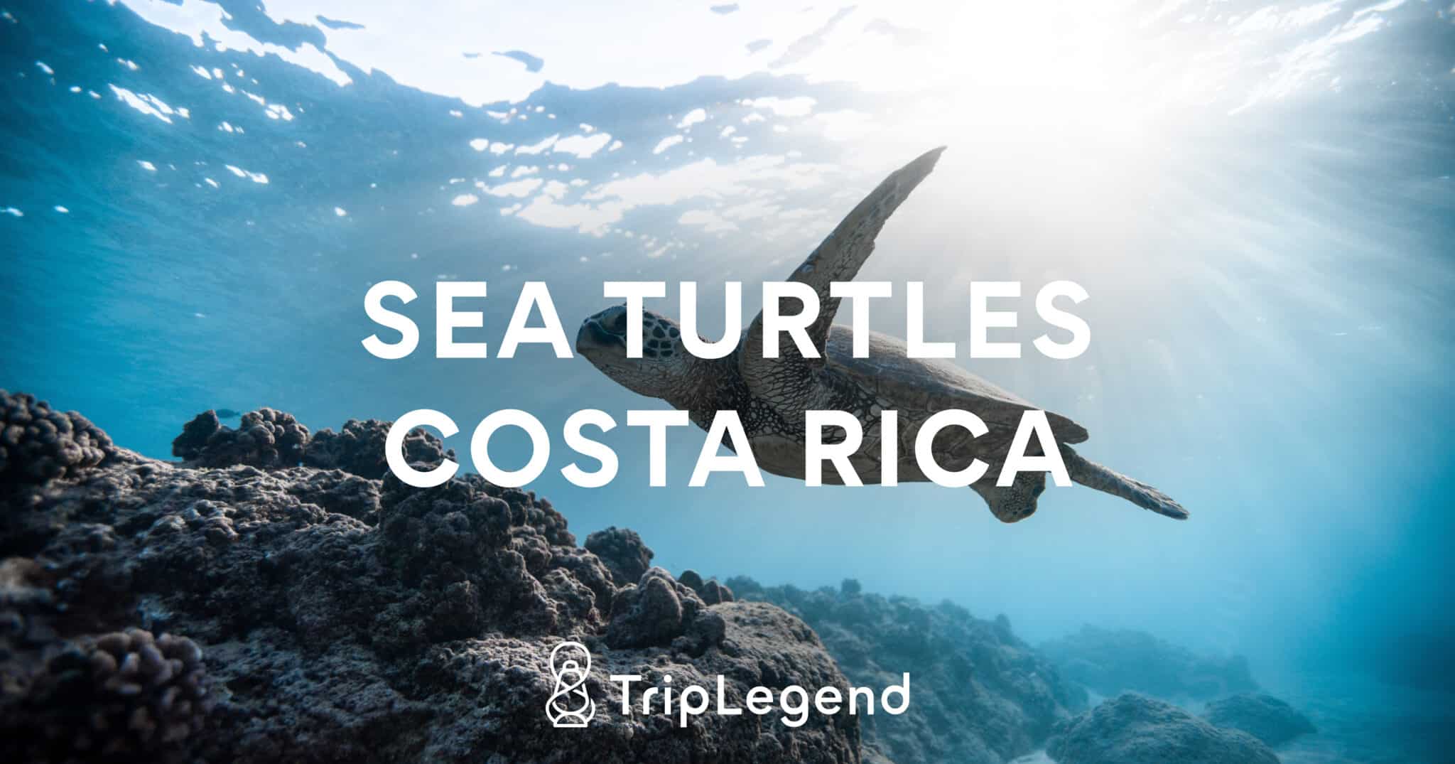 Protection of sea turtles in Costa Rica