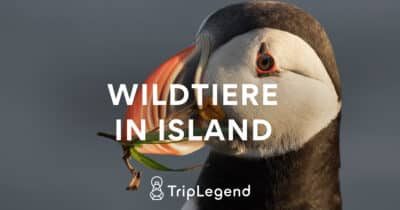 Wildtiere In Island