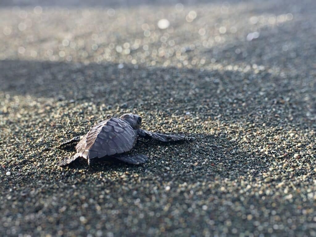 Tartaruga bebé na praia da Costa Rica