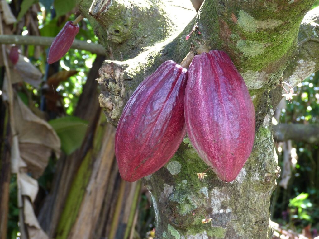 Il frutto del cacao sull'albero