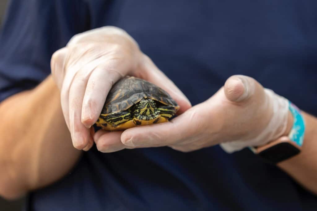 Organisaation työntekijä auttaa pientä kilpikonnaa