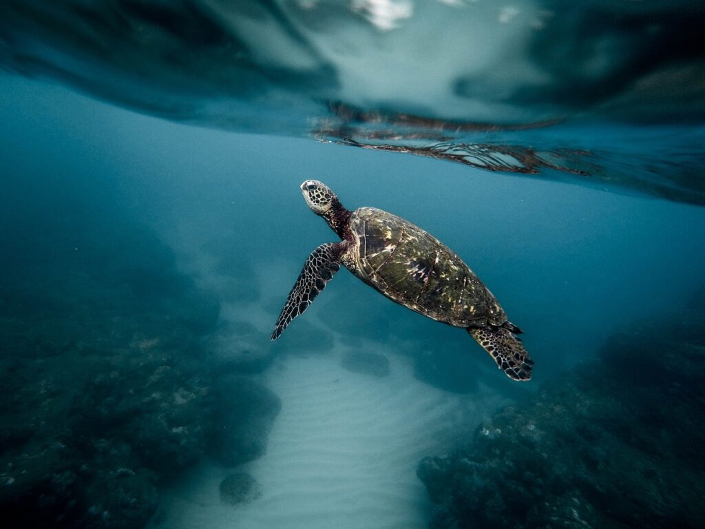 Sköldpadda i havet