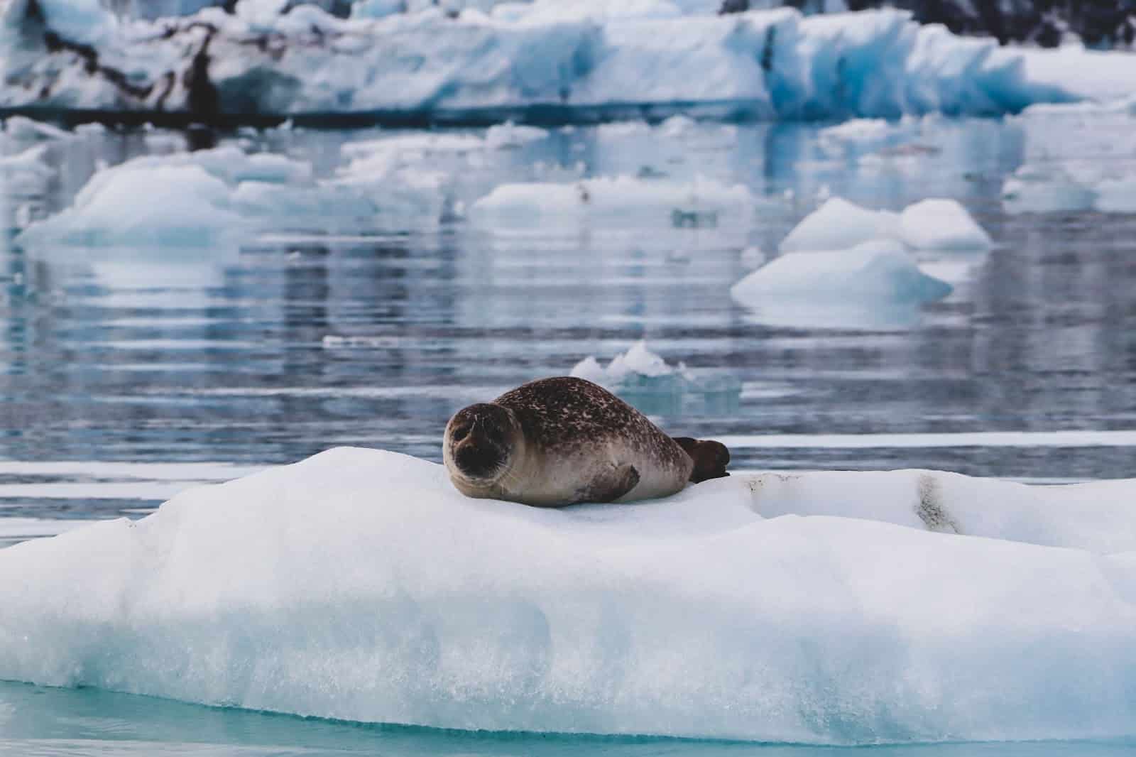 Wildlife Seal Iceland