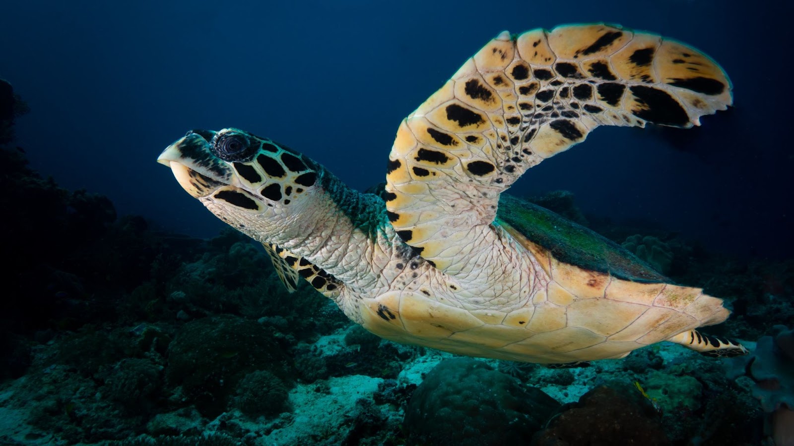 Meeresschildkröte Raja Ampat Indonesien