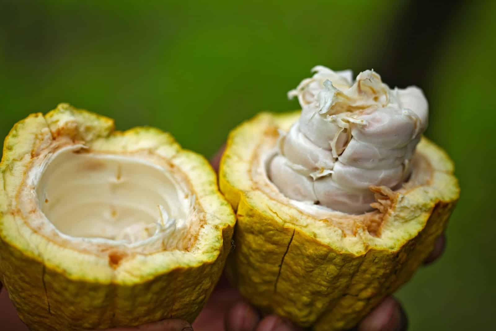 Kakaobönor