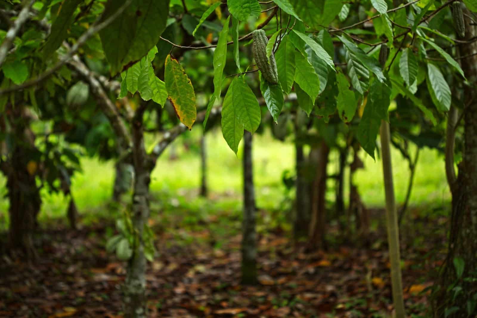 Cacaoteelt in Costa Rica