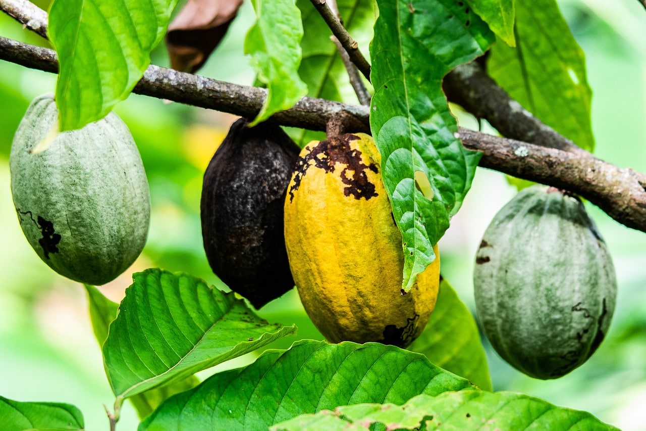 Fruits du cacao