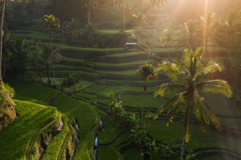 Riisi terassi Indonesiassa