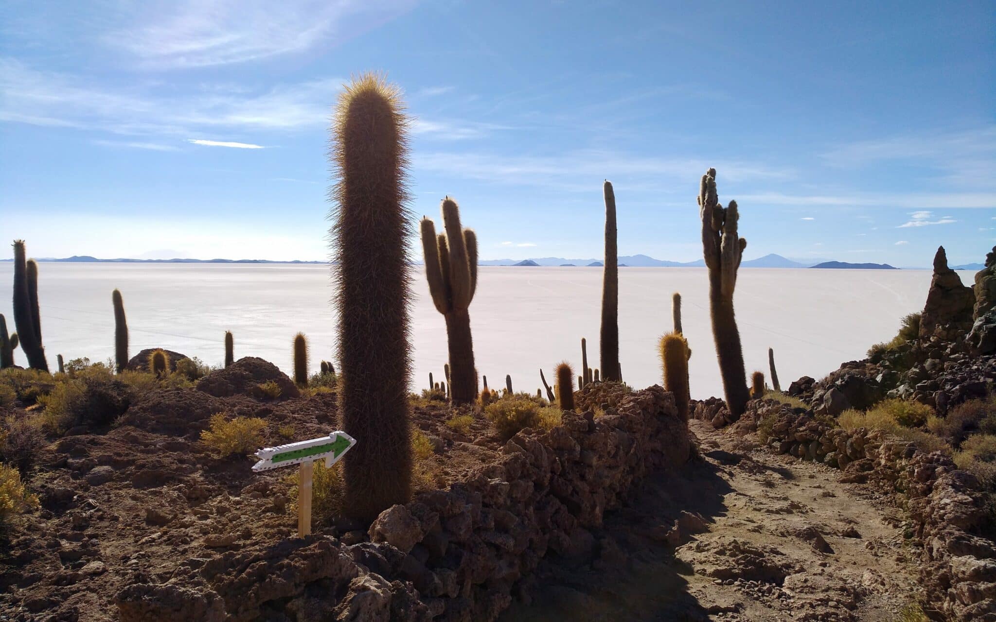 Cactus, attraverso i quali si snoda un sentiero, sullo sfondo la distesa del deserto salato e le montagne all'orizzonte.