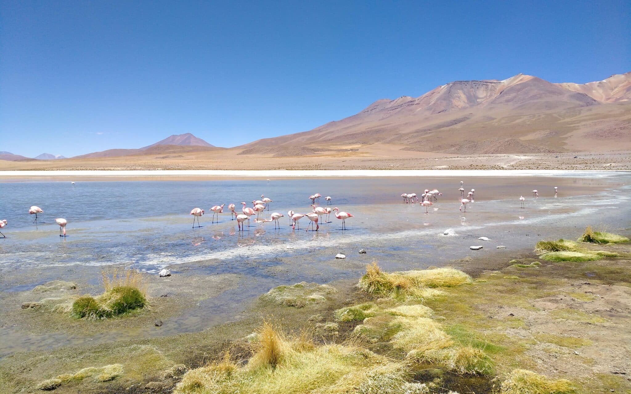 Eine blaue Lagune, durch den Flamingos waten, im Hintergrund eine atemberaubende Berglandschaft.