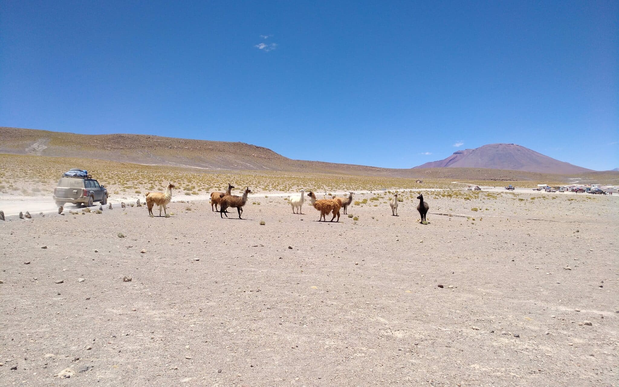Lamas und Alpakas inmitten einer trockenen Landschaft, auf einem Schotterweg fährt ein Geländewagen vorbei.