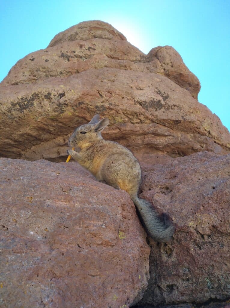 Auf dem Felsen leben Viscachas, auf diesem Foto frisst dieses eine Karotte.