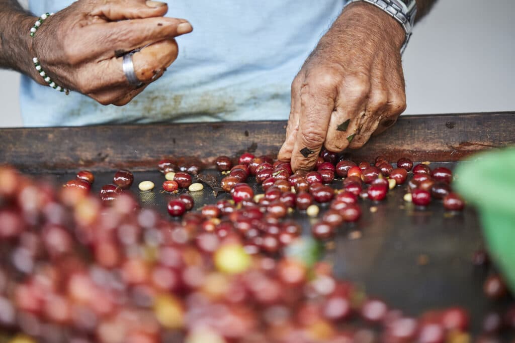 Händer som sorterar nyskördade kaffekörsbär