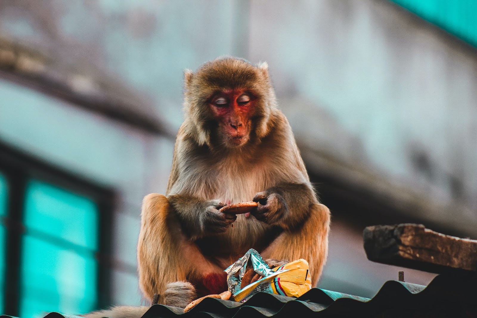 Apina Nepalissa.