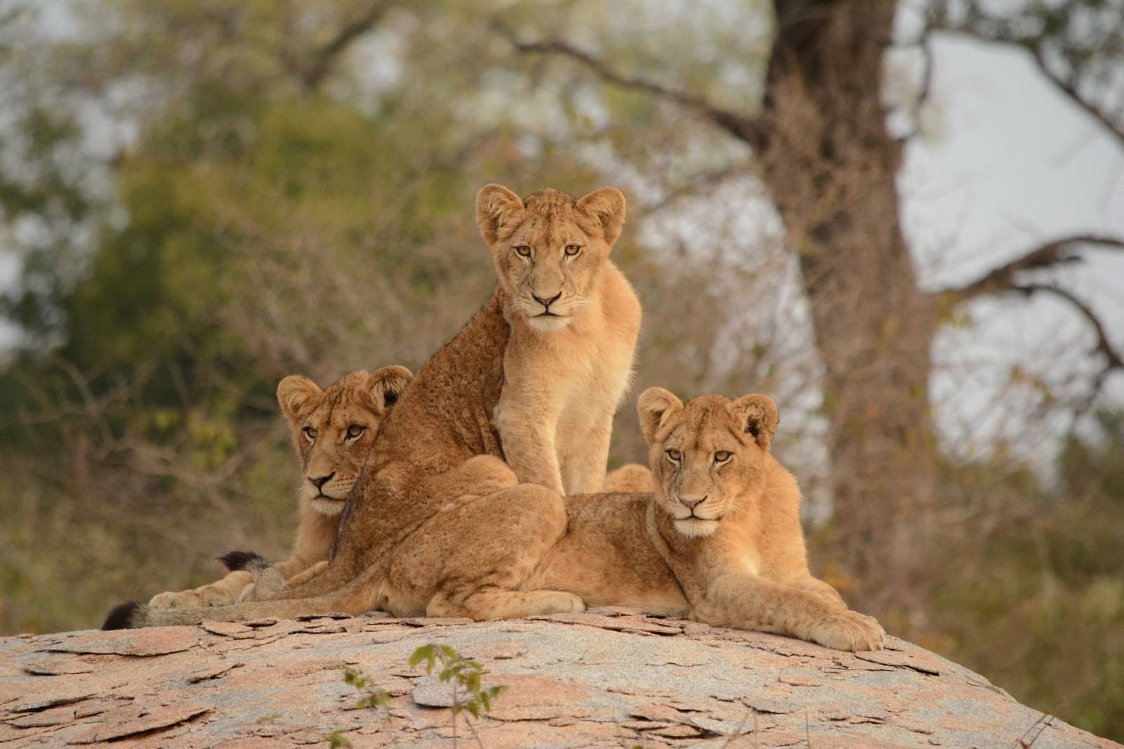 Krugerin kansallispuisto: Safari