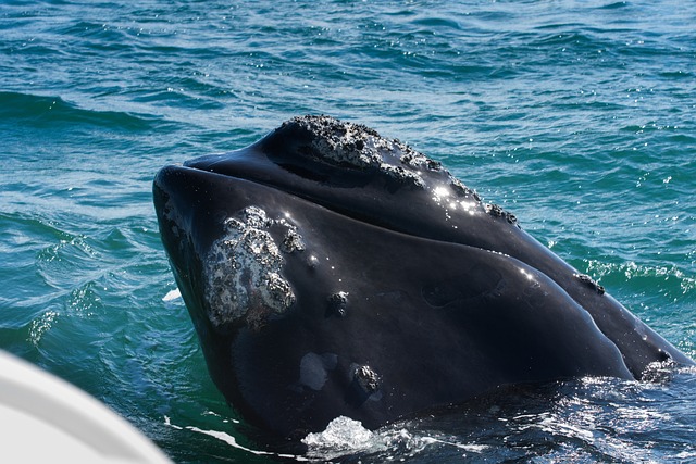 Hermanus, Sudafrica Balena sulla superficie dell'acqua